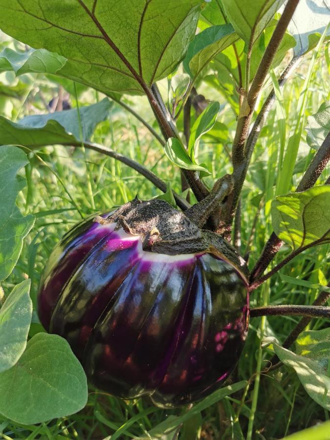 Azienda Agrituristica Baglio Carta Balestrate Exteriör bild