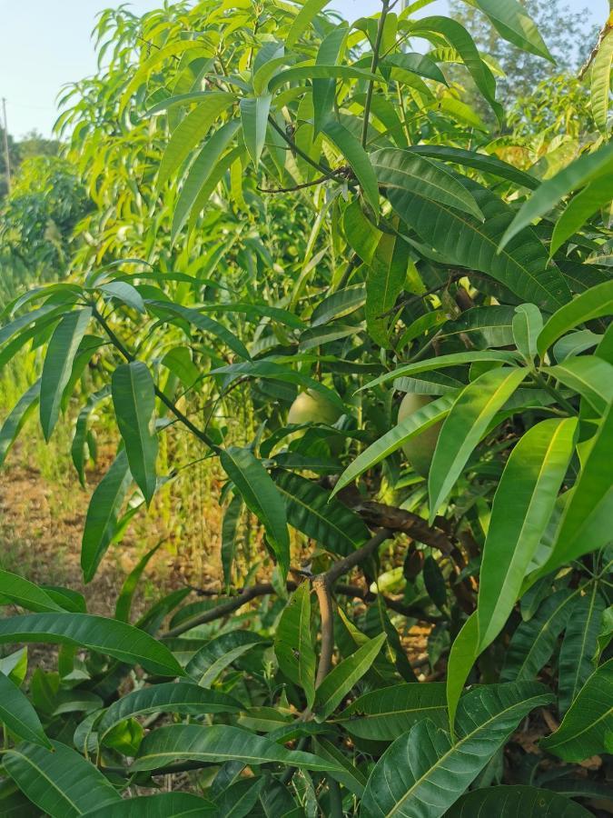 Azienda Agrituristica Baglio Carta Balestrate Exteriör bild