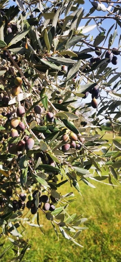 Azienda Agrituristica Baglio Carta Balestrate Exteriör bild