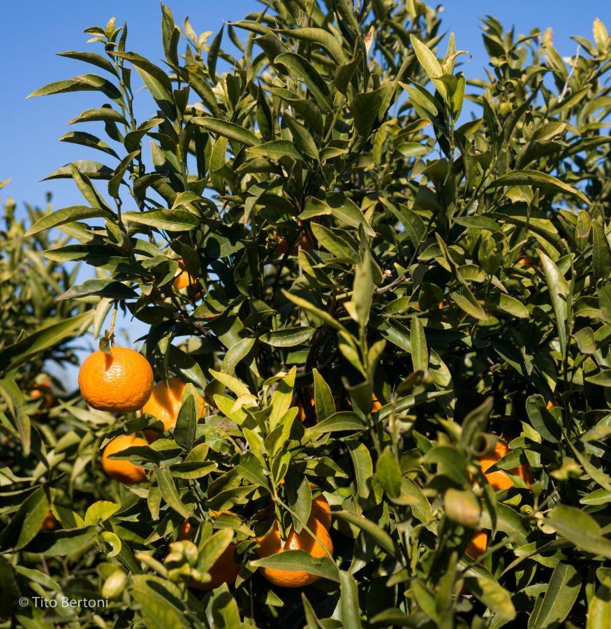 Azienda Agrituristica Baglio Carta Balestrate Exteriör bild