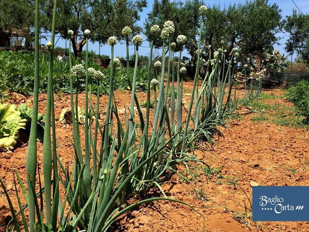 Azienda Agrituristica Baglio Carta Balestrate Exteriör bild